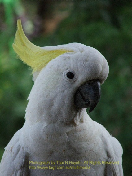 Sulphur-Crested Cockatoo