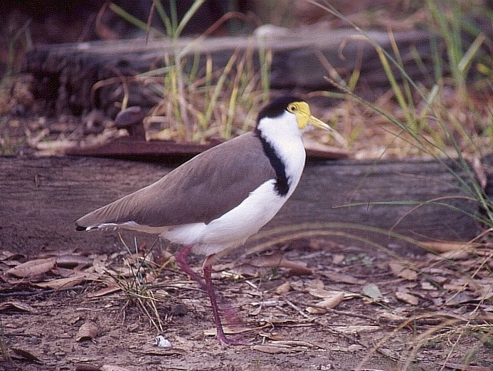 plubber bird